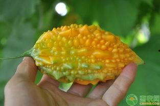 湖北金属吃瓜,吃瓜群众眼中的崛起与变革