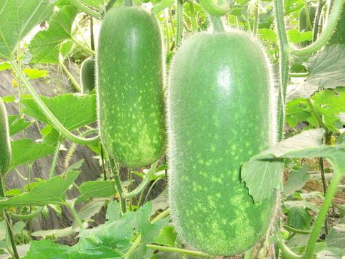 2125811吃瓜,吃瓜群众的狂欢盛宴