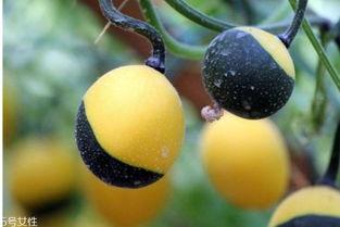 小孩吃吊瓜好吗,儿童食用吊瓜的益处与注意事项