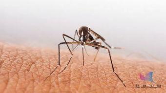 顾蚊子吃瓜,揭秘娱乐圈背后的秘密