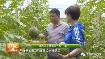 老张卖瓜吃,瓜农自食其力，传承农耕文化