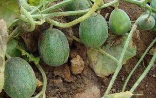 网友在哪里吃瓜,揭秘各大热门城市“吃瓜”圣地