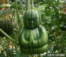 网友在哪里吃瓜,揭秘各大热门城市“吃瓜”圣地