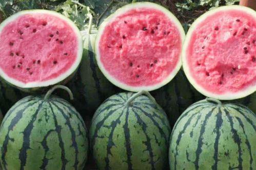 梦见给同志买瓜吃瓜,同志间的瓜果情缘