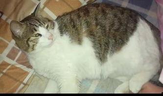 猫认真吃瓜,萌态十足！